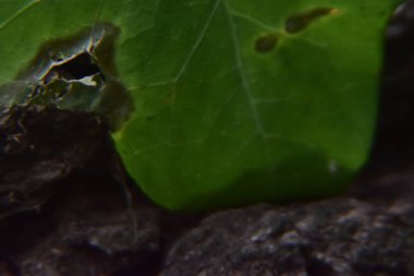 Üzerinde yapraklar olan bir ağaca yaklaş. Sürüngen ile ağaç kabuğu Ormana yeşil yapraklar ekin.