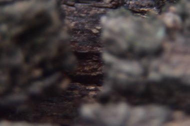 Ahşap dokuyu kapat. Ağacın makro fotoğraf çekimi, arka plan için ahşap doku. Tahıllı, çizgili ve şekilli doğal madde..