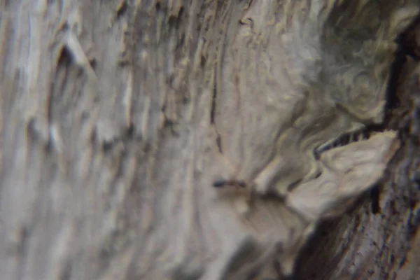 木質のテクスチャを閉じました バックグラウンドの木のテクスチャ 木の写真撮影 線および形が付いている自然な材料 — ストック写真