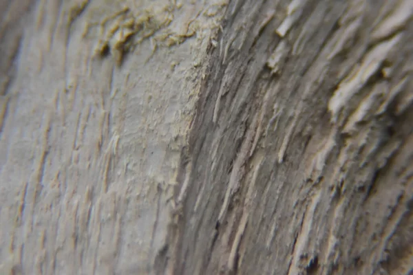 Zbliżenie Tekstury Drewna Zdjęcie Makro Drzewa Drewniana Faktura Tło Naturalny — Zdjęcie stockowe