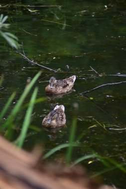 Kamu parkındaki bataklıkta ördekler. Yeşil manzara, doğal çevre, ördekler, gölet, çimen ve ağaçlar.