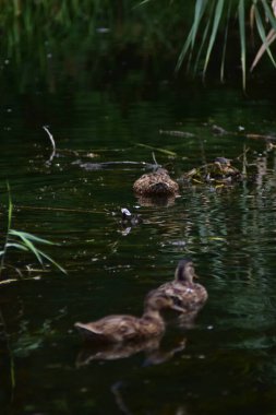 Kamu parkındaki bataklıkta ördekler. Yeşil manzara, doğal çevre, ördekler, gölet, çimen ve ağaçlar.