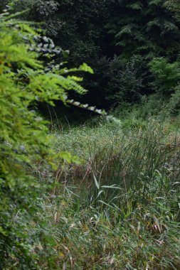 Kamu parkındaki bataklıkta ördekler. Yeşil manzara, doğal çevre, ördekler, gölet, çimen ve ağaçlar.