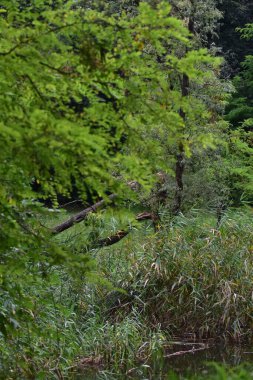 Kamu parkındaki bataklıkta ördekler. Yeşil manzara, doğal çevre, ördekler, gölet, çimen ve ağaçlar.