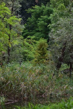 Kamu parkındaki bataklıkta ördekler. Yeşil manzara, doğal çevre, ördekler, gölet, çimen ve ağaçlar.