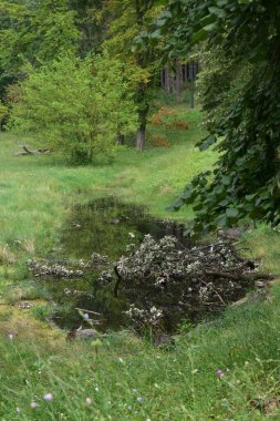 Parktaki bataklık. Yeşil alan, ağaçlar ve bataklık. 