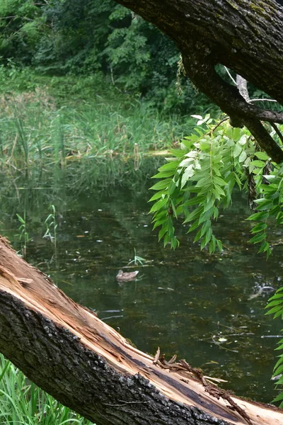Kacsák Park Mocsarában Zöld Táj Természeti Környezet Kacsa Fák — Stock Fotó