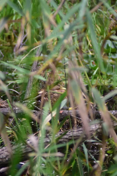 Enten Öffentlichen Parksumpf Grüne Landschaft Natürliche Umgebung Enten Teich Gras — Stockfoto