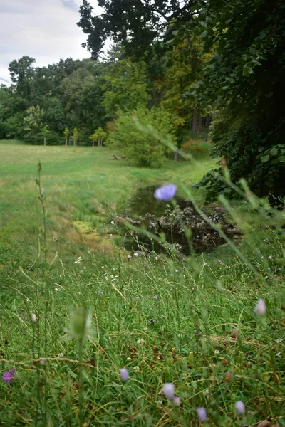 Träsket Parken Grönt Fält Träd Och Träsk — Stockfoto