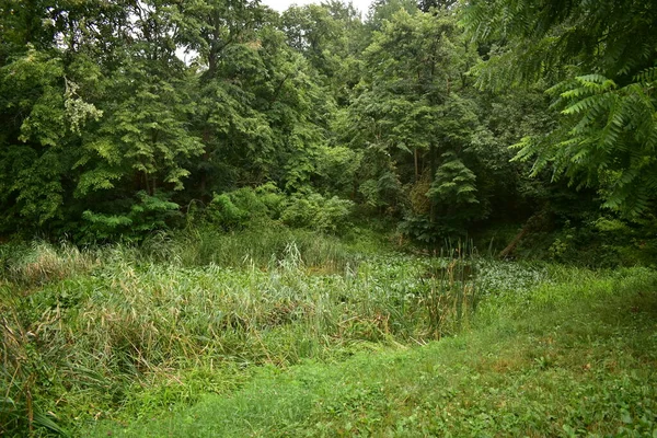 公园里的沼泽绿地 树木和沼泽地 — 图库照片