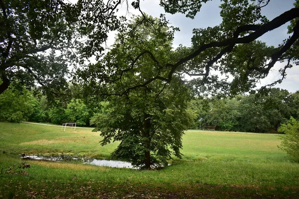 Болото Парке Зеленое Поле Деревья Болота — стоковое фото