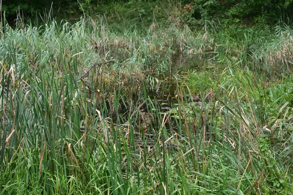 Enten Öffentlichen Parksumpf Grüne Landschaft Natürliche Umgebung Enten Teich Gras — Stockfoto