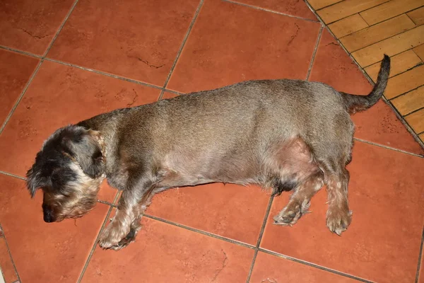 Old Wire Haired Dachshund Laying Floor Stock Picture
