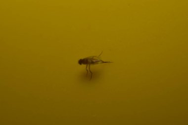 Sarı sinek kapanındaki meyve sineğine yaklaş.