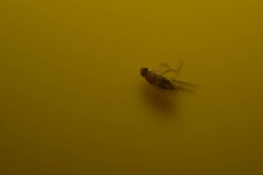 Sarı sinek kapanındaki meyve sineğine yaklaş.