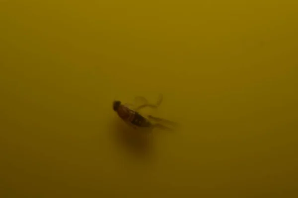 Zbliżenie Muszki Owocowej Żółtej Pułapce Muchy — Zdjęcie stockowe