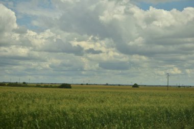 Pannonian ovasında buğday tarlası ve bulutlu gökyüzü