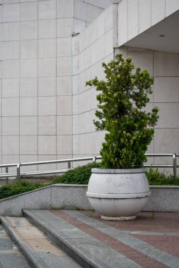 Modern binanın önünde büyük bir vazoda yeşil bitki.