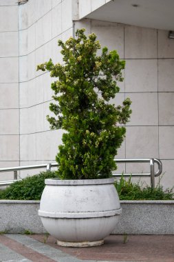 Modern binanın önünde büyük bir vazoda yeşil bitki.