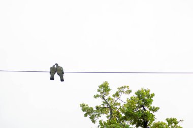 Dinleme cihazında iki güvercin. Geçmişi ve aşk ve parça kavramı. İki kuş kucaklaşır. 