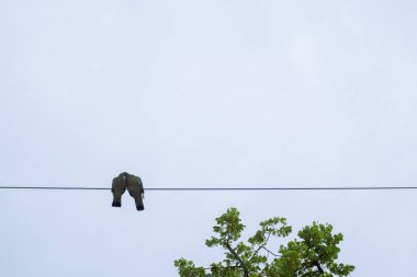 Dinleme cihazında iki güvercin. Geçmişi ve aşk ve parça kavramı. İki kuş kucaklaşır. 