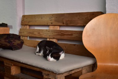 Kahve dükkanındaki bankta oturan kedi.