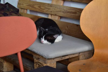 Kahve dükkanındaki bankta oturan kedi.