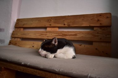 Kahve dükkanındaki bankta oturan kedi.