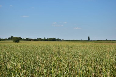 Buğday tarlası ve bulutlu mavi gökyüzü. Fotokopi alanı olan manzara arkaplanı. 