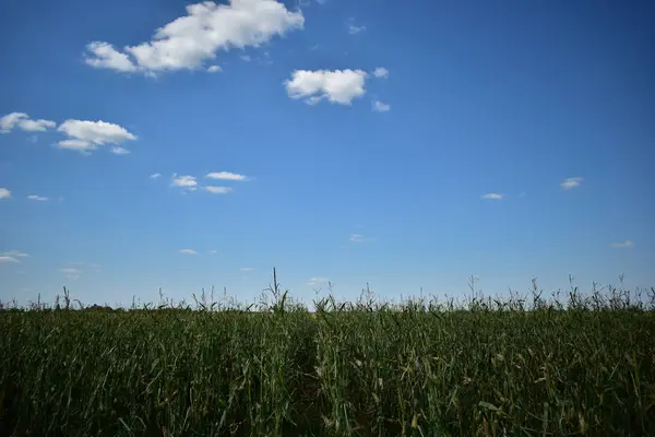 Maïsveld Blauwe Lucht Met Wolken Landschap Achtergrond Met Kopieerruimte — Stockfoto