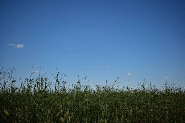 Maïsveld Blauwe Lucht Met Wolken Landschap Achtergrond Met Kopieerruimte — Stockfoto