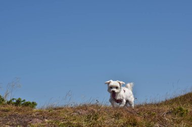 Doğada Malta köpeği portresi. Güzel köpek yazın bir dağ otunda ürer.. 