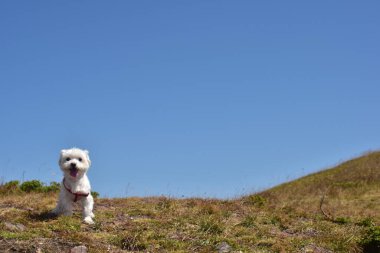 Doğada Malta köpeği portresi. Güzel köpek yazın bir dağ otunda ürer.. 