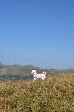 Doğada Malta köpeği portresi. Güzel köpek yazın bir dağ otunda ürer.. 