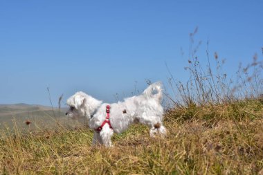 Doğada Malta köpeği portresi. Güzel köpek yazın bir dağ otunda ürer.. 