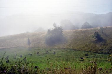 Sisli bir sabahta yeşil alanda keçiler. Evcil hayvanlar yemek yiyor. Manzara doğa fotoğrafçılığı.