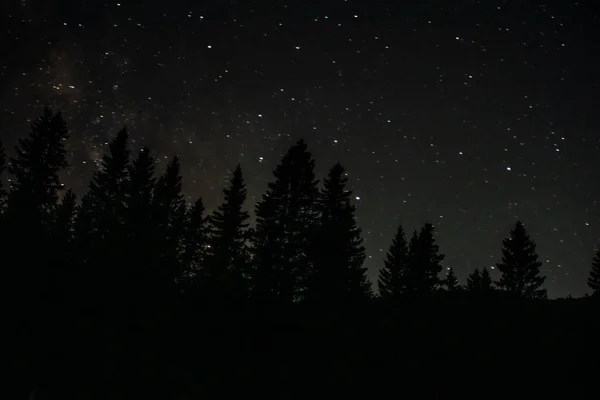 Έναστρος Νυχτερινός Ουρανός Και Δέντρα Αστέρια — Φωτογραφία Αρχείου