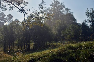 Kırsalda sisli bir sabah. Sis doğada. Güzel arkaplan fotoğrafı.