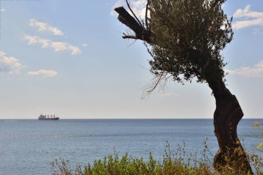 Deniz kıyısındaki ağaç. Güneşli bir günde Adriyatik Denizi ağaç manzarası ve açık deniz.