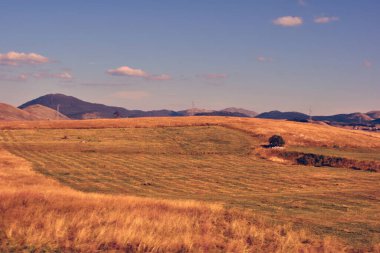 Sonbaharda çimen ve mavi gökyüzü güneşli bir günde. Güzel arka plan doğa fotoğrafçılığı.