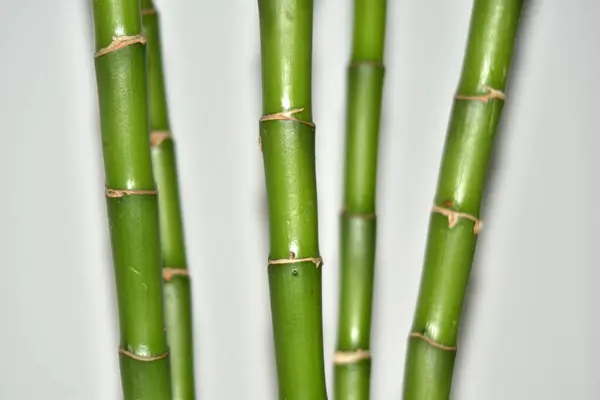 Bamboo plant on a white background.