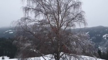Kar ağaçlı kış manzarası