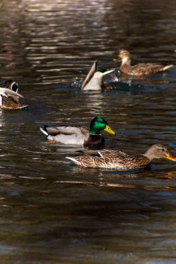 Gölde bir sürü dişi ve erkek ördek var.