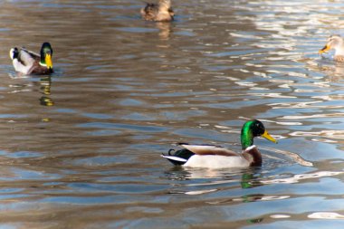 Gölde bir sürü dişi ve erkek ördek var.
