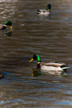 Gölde bir sürü dişi ve erkek ördek var.