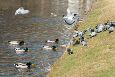 Kamu parkındaki gölette güvercinler ve ördekler.