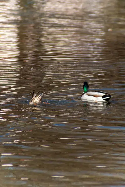 Gölde bir sürü dişi ve erkek ördek var.