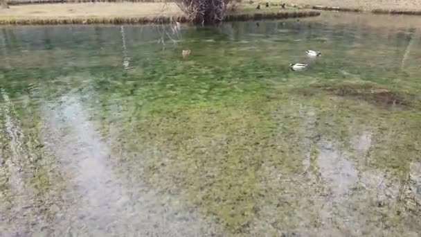 Patos Lago Parque Público — Vídeo de stock