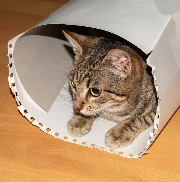 Kitten in a cardboard tube.