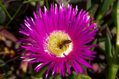 Başı pembe bir çiçeğin içinde olan bir arı, carpobrotus acinaciforis.